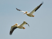 white Pelicans 