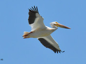 white Pelicans 