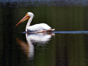 white Pelicans 