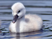 Mute Swan Cygnets