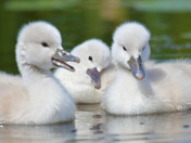 Mute Swan Cygnets