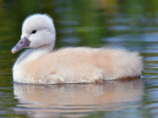 Mute Swan Cygnets