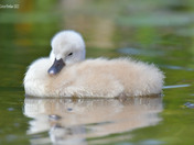 Mute Swan Cygnets