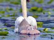 Mute Swan Cygnets