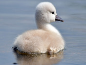 Mute Swan Cygnets