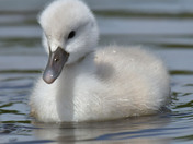 Mute Swan Cygnets