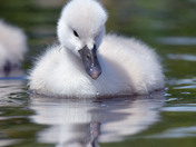 Mute Swan Cygnets