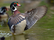 Wood Duck