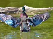 Wood Duck
