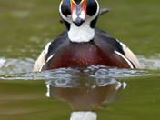 Wood Duck