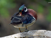 Wood Duck