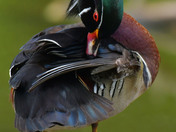 Wood Duck