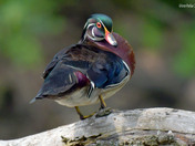 Wood Duck