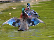 Wood Duck