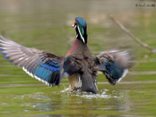 Wood Duck