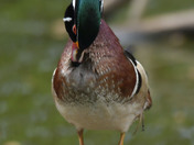 Wood Duck