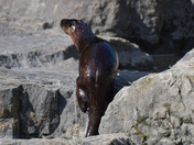 River Otter