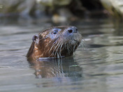 River Otter
