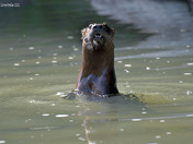 River Otter