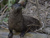 River Otter