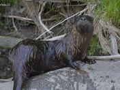 River Otter