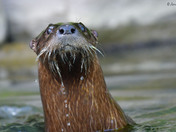River Otter