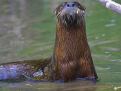 River Otter