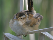 Marsh Wren