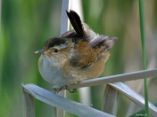 Marsh Wren