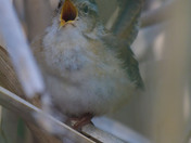 Marsh Wren