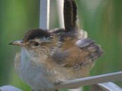 Marsh Wren