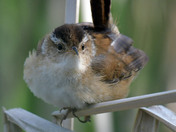 Marsh Wren
