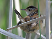Marsh Wren