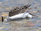 Semi Palmated Sandpiper