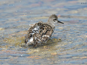 Semi Palmated Sandpiper