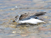 Semi Palmated Sandpiper