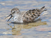 Semi Palmated Sandpiper