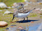 Semi Palmated Sandpiper