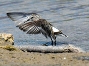 Semi Palmated Sandpiper
