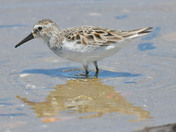 Semi Palmated Sandpiper