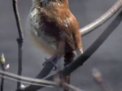 Carolina Wren