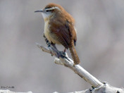 Carolina Wren