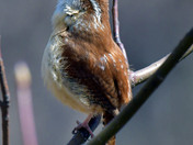 Carolina Wren