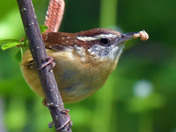 Carolina Wren