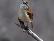 Carolina Wren