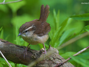 Carolina Wren