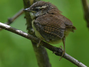 Carolina Wren