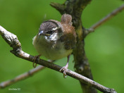 Carolina Wren