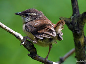 Carolina Wren