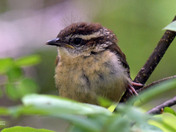 Carolina Wren